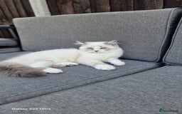 Neva Masquerade cats for sale: Siberian Neva Masquarade Kitten - Image 3