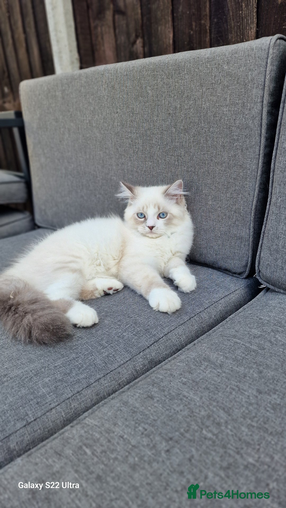 Neva Masquerade cats for sale: Siberian Neva Masquarade Kitten - Image 3