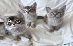 Burmese cats for sale: Stunning Show Quality Kittens - Image 7