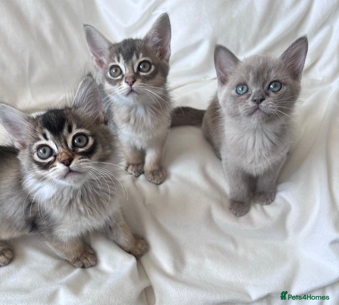 Burmese cats for sale: Stunning Show Quality Kittens - Image 7