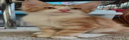 Norwegian Forest Cat cats for sale: Beautiful Norwegian Forest Kittens  - Advert 10
