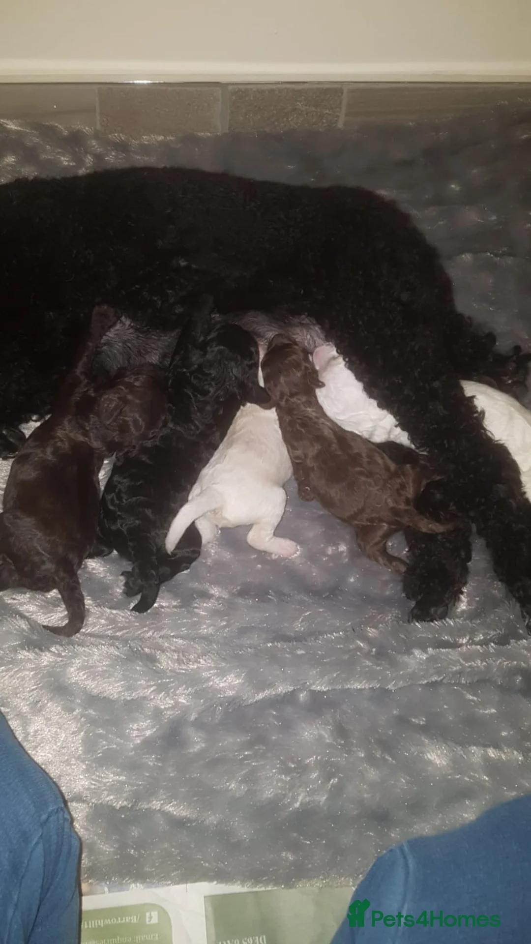 Toy Poodle dogs for stud: Phantom Toy Poodle Tri colour KC (STUD ONLY) in Coalville - Advert 23