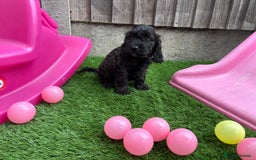 Cockapoo dogs for sale: COCKERPOO’S READY TO LEAVE NOW!  - Image 17