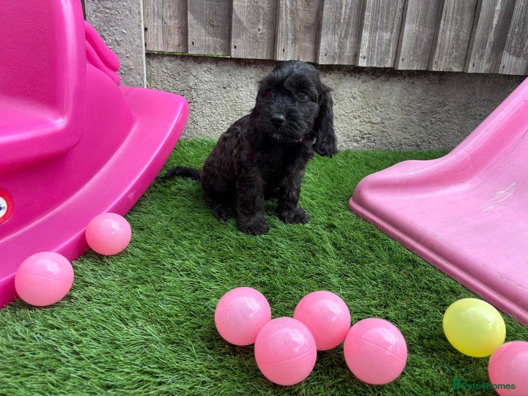 Cockapoo dogs for sale: COCKERPOO’S READY TO LEAVE NOW!  - Image 17