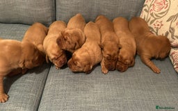 Labrador Retriever dogs for sale: Fox Red, Health Tested, KC Reg Lab Puppies - Advert 5