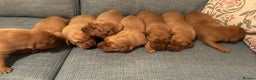 Labrador Retriever dogs for sale: Fox Red KC Reg Fox Red Lab, M&D hip & elbow scored - Advert 16