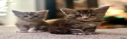 Maine Coon cats for sale: A litter of 7 Beautiful Maine coon kittens - Advert 23