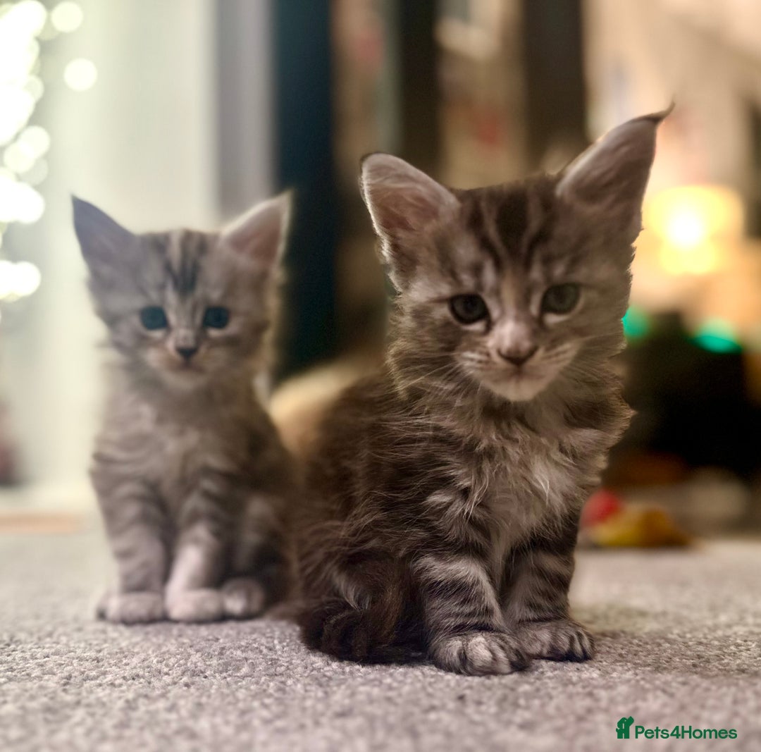 Maine Coon cats for sale: A litter of 7 Beautiful Maine coon kittens - Advert 23