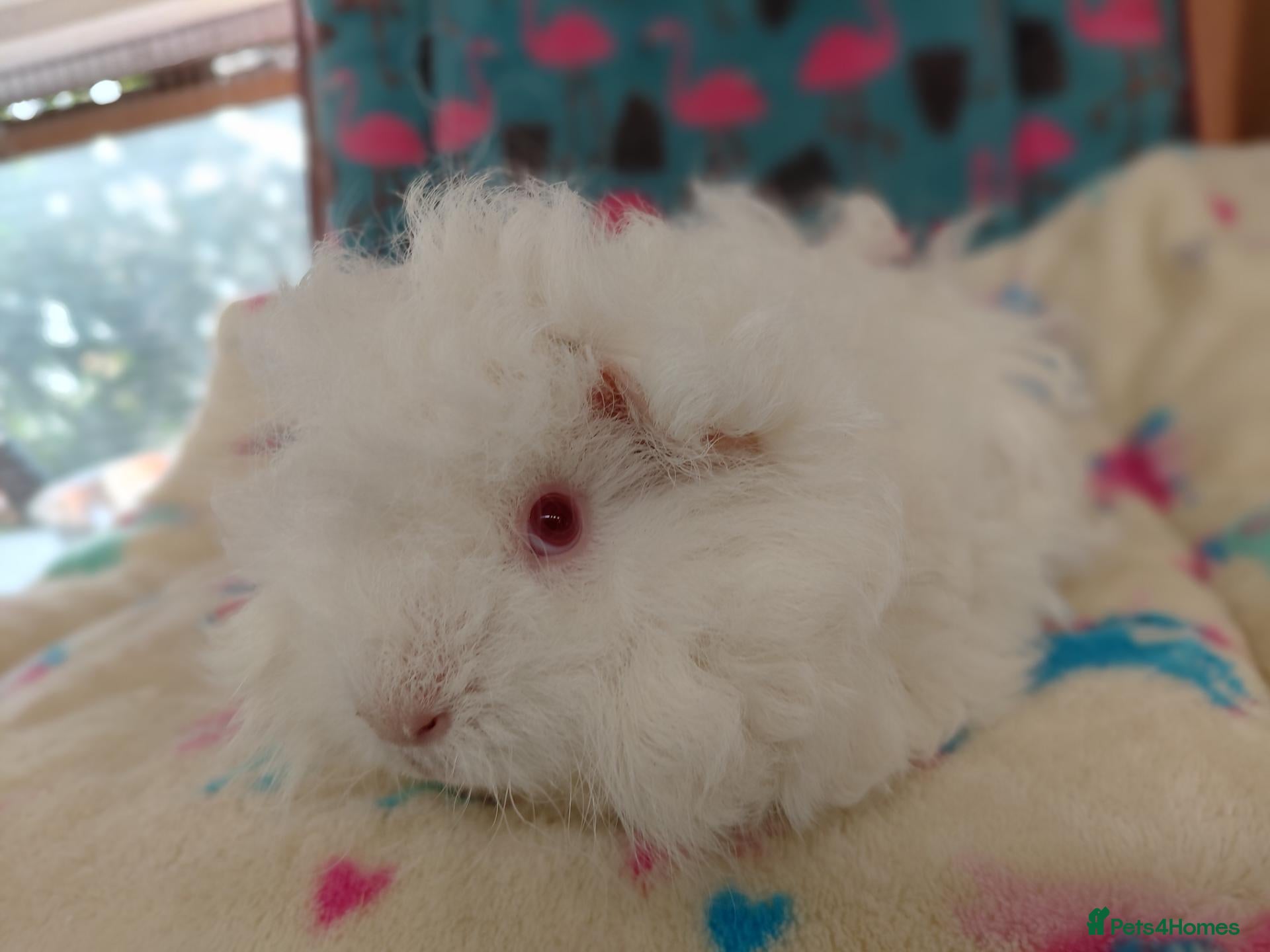 Guinea Pig rodents Baby Lunkarya X Peruvian Sow RTL - Advert 3