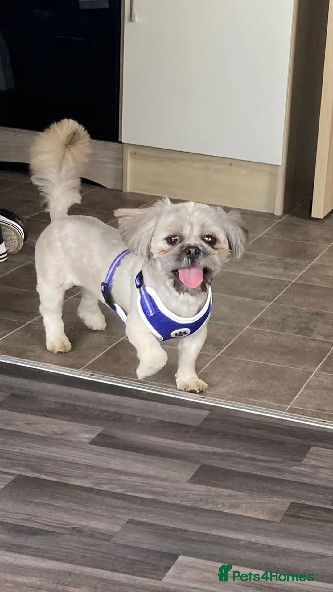 Shih Tzu dogs for stud: 5th Generation KC reg Shihtzu *STUD* in Llanfairpwllgwyngyll - Advert 4