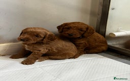 Cockapoo dogs for sale: F1 Red Cockapoo puppies ~ ⭐️ready Now ⭐️  - Image 34