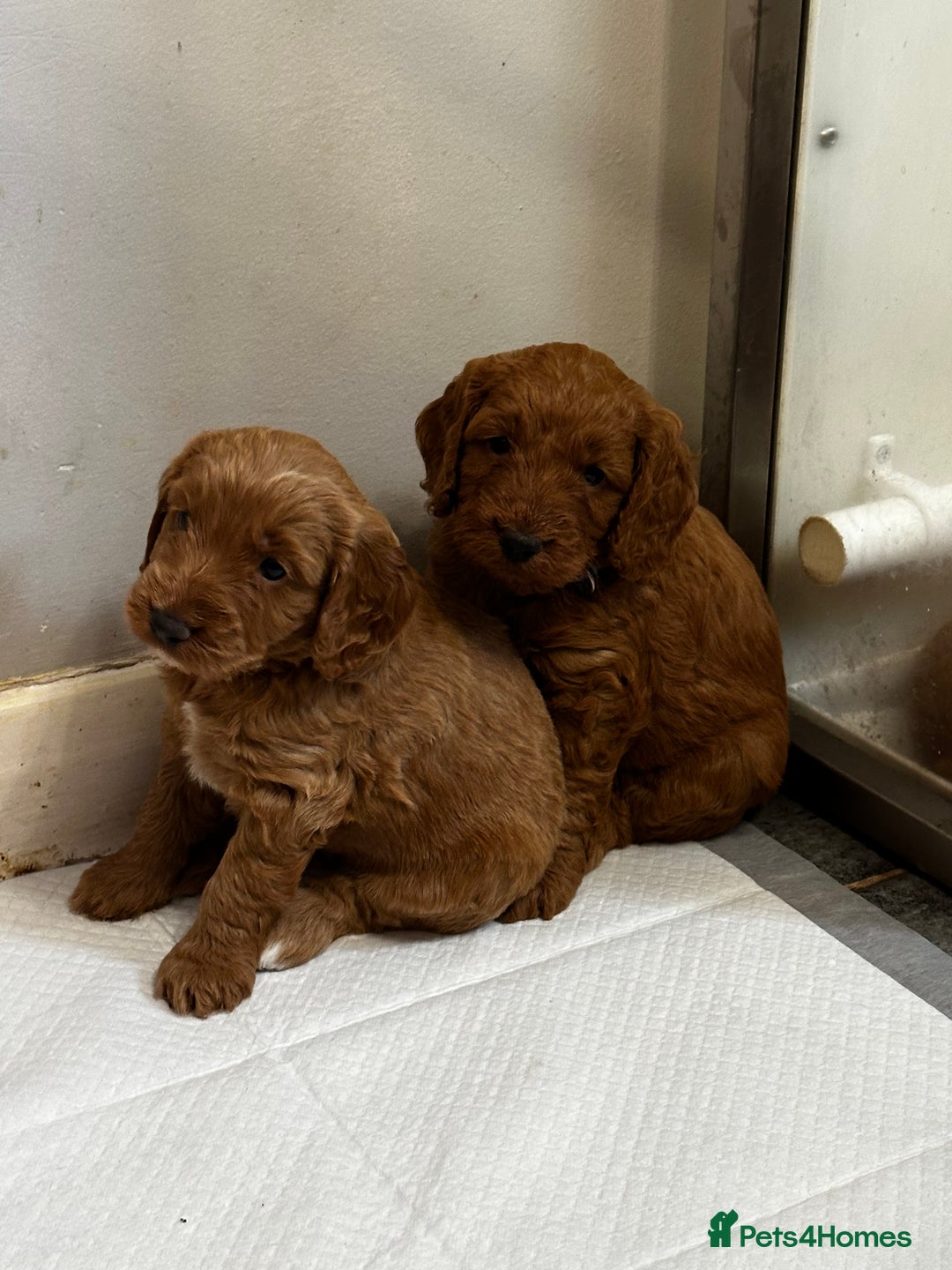 Cockapoo dogs for sale: F1 Red Cockapoo puppies ~ ⭐️ready Now ⭐️  - Image 34