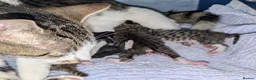 Mixed Breed cats for sale: Five stunning kittens - Advert 18