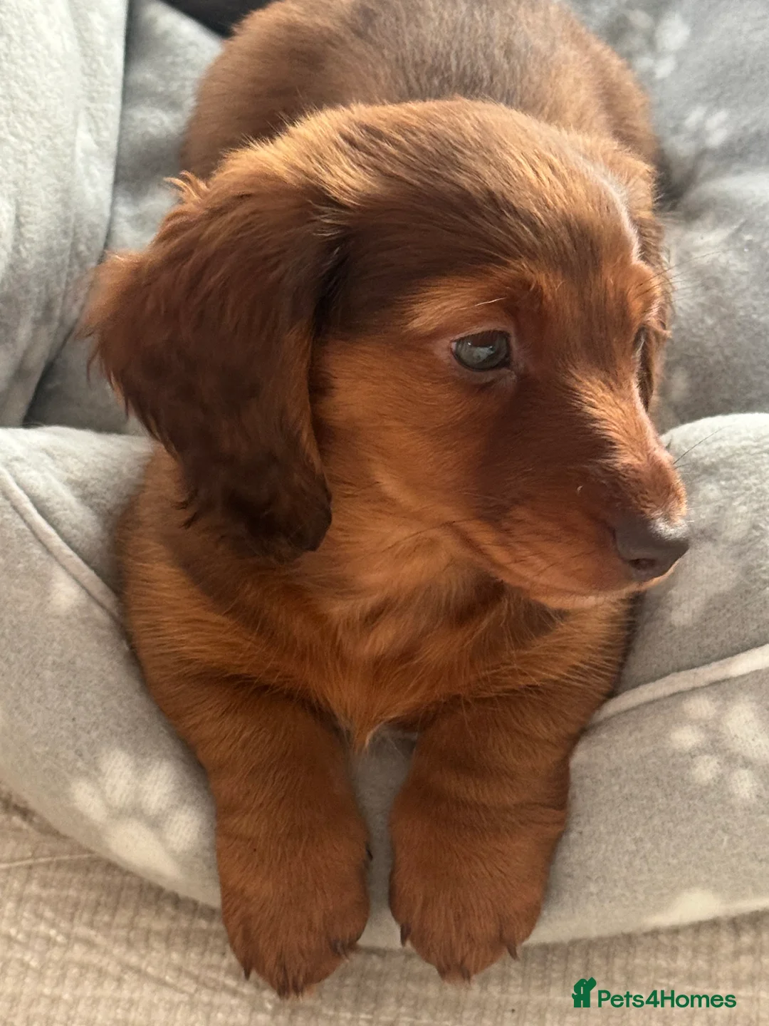Miniature Dachshund dogs for sale: Long Haired ( Choclate Based ) Mini Dachshunds  - Advert 14