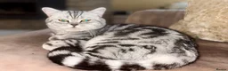 British Shorthair cats for sale: GCCF Active, Silver Tabby  - Advert 5