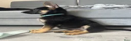 German Shepherd dogs for sale: 13 week old GSD - Advert 3