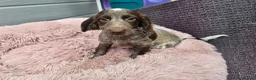 Cockapoo dogs for sale: Generation cockerpoo puppies ready now  - Advert 20