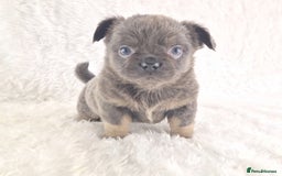 Chihuahua dogs for sale: Chihuahua X French Bulldog Puppies  - Image 18