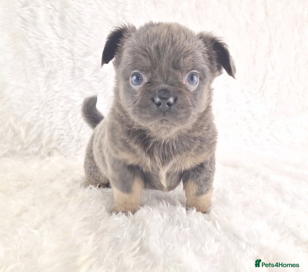 Chihuahua dogs for sale: Chihuahua X French Bulldog Puppies  - Image 18