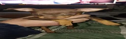 Miniature Pinscher dogs for sale: Pure breed Miniature Pinschers for sale  - Advert 30