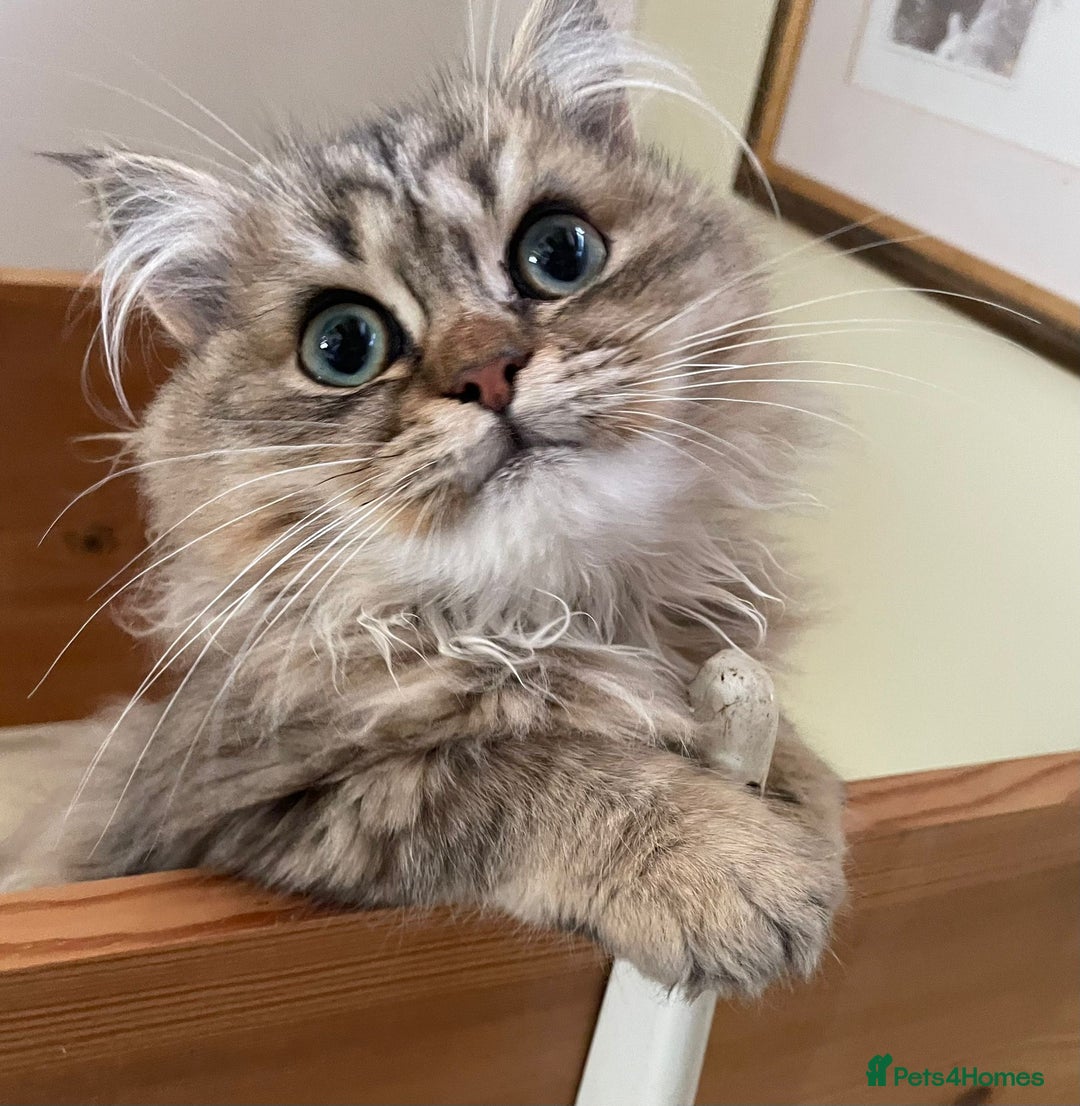 Persian cats for sale: Golden Chinchilla Persians Kittens  - Image 1