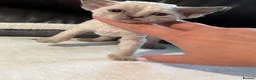 Devon Rex cats for sale: 😻 Devon rex Kittens available 😻❤️ - Advert 26