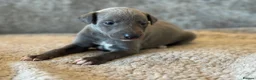 Whippet dogs for sale: KC REGISTERED BLUE SHOW TYPE WHIPPETS - Advert 1