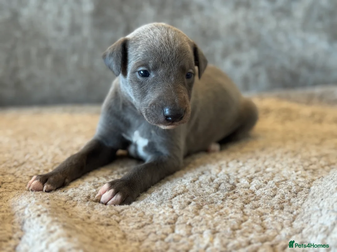 Whippet dogs for sale: KC REGISTERED BLUE SHOW TYPE WHIPPETS - Advert 1