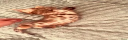 Bengal cats for sale: Stunning Purebred Bengal Kittens for sale. - Advert 6