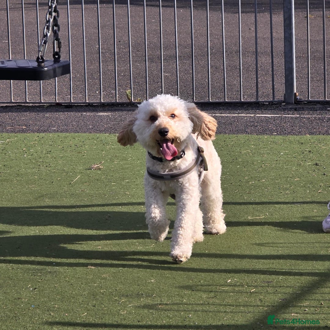 Cockapoo dogs for sale: Male Cockerpoo 2 year old - Image 4