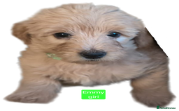 Labradoodle dogs for sale: Outstanding beautiful labradoodles F3b puppies - Image 22