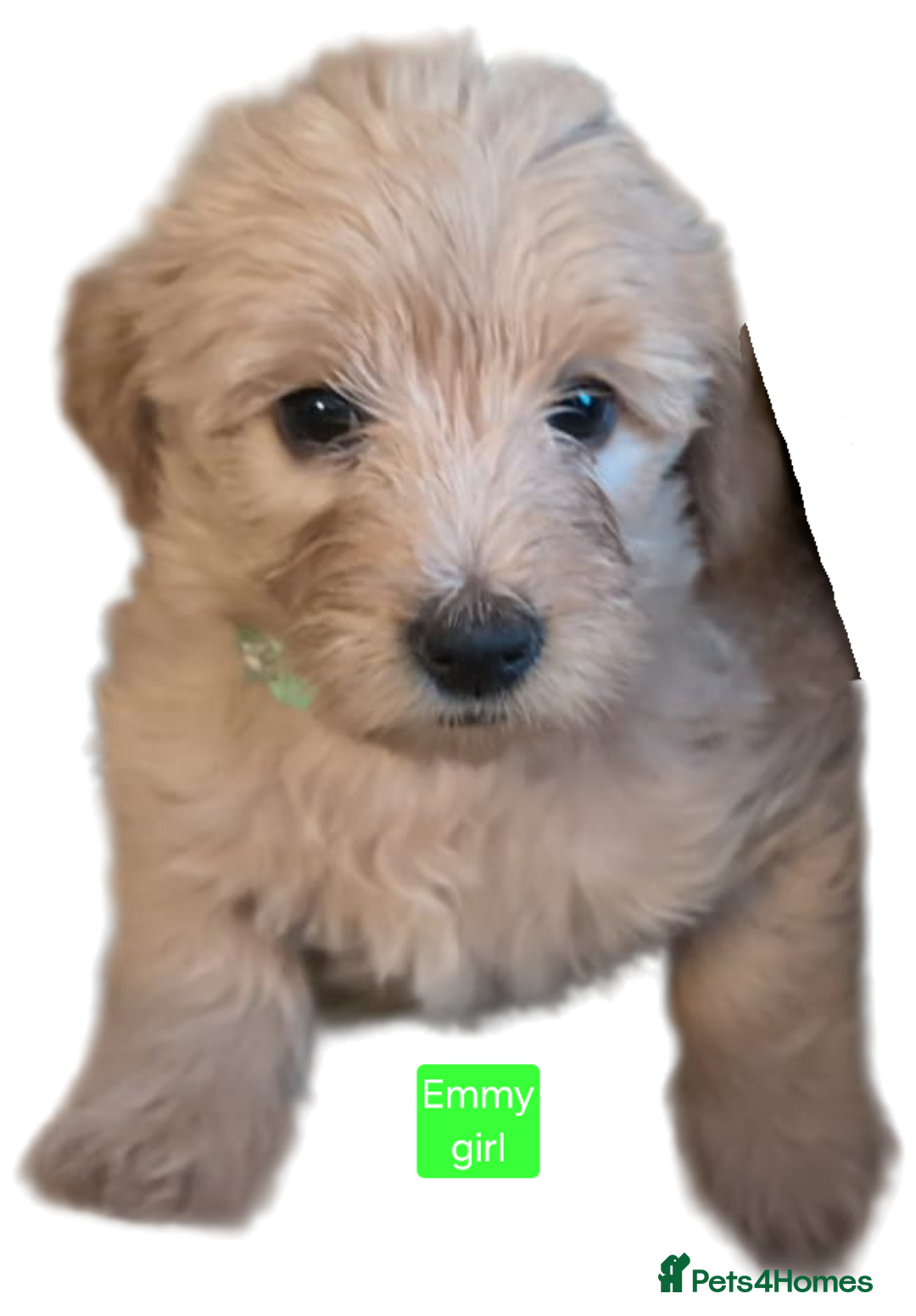 Labradoodle dogs for sale: Outstanding beautiful labradoodles F3b puppies - Image 22