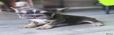 French Bulldog 5