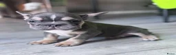 French Bulldog dogs for sale: Adorable fluffy frenchies - Advert 33