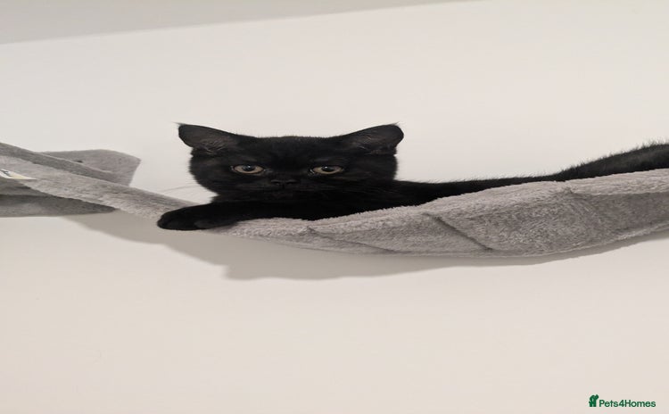 British Shorthair cats - Advert 2