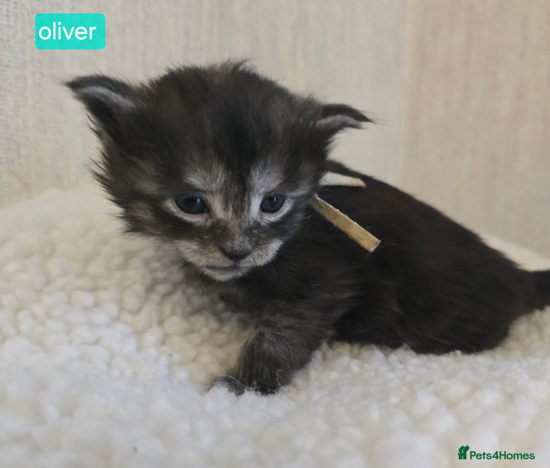 Maine Coon cats for sale: Maine Coon Kittens Smokes Large Russian Lines - Image 4