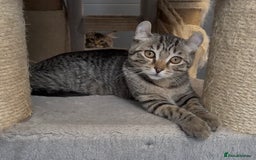 American Curl cats for sale: American curl silver,tabby rare breed - Image 11