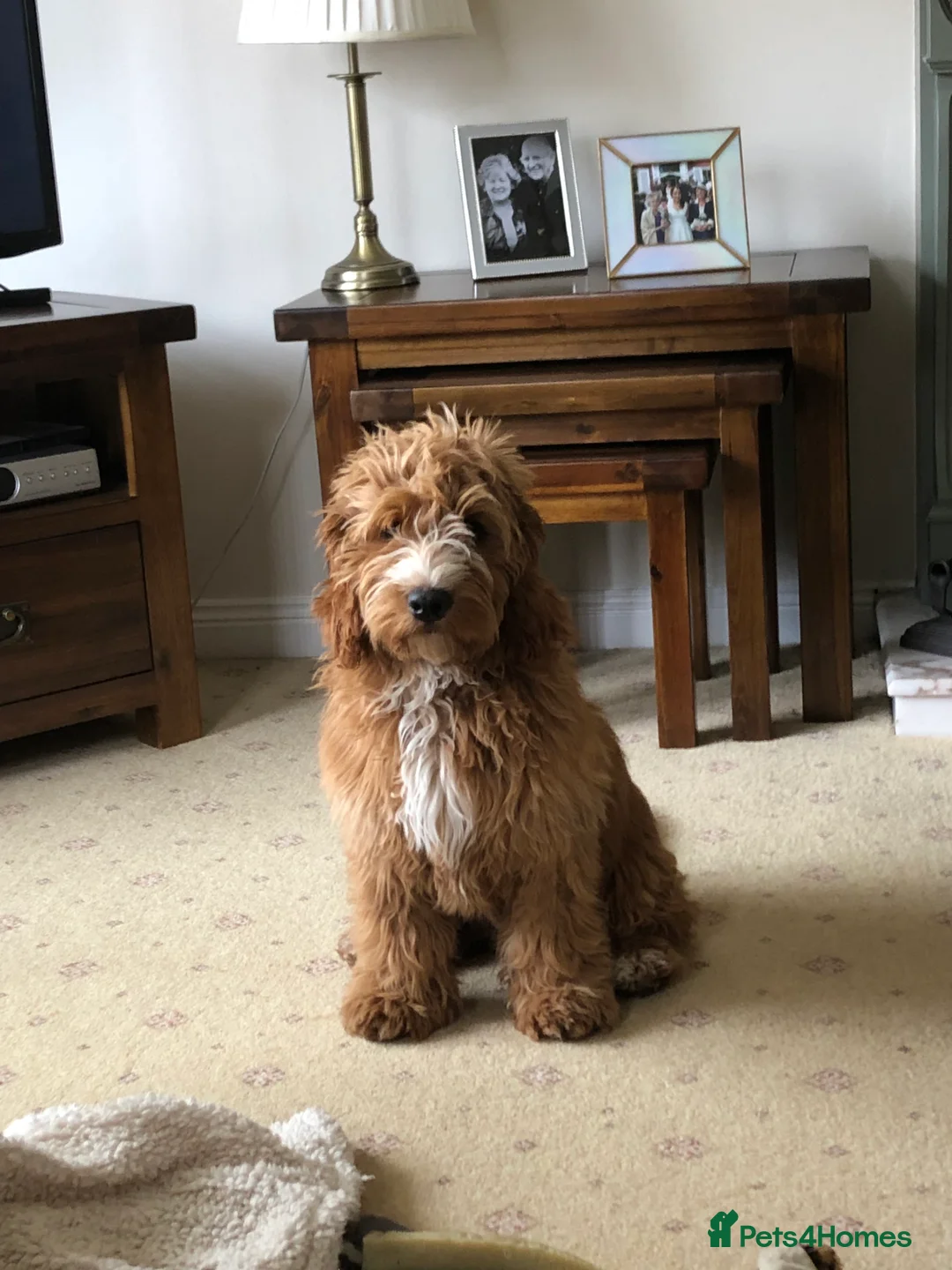 Cockapoo dogs for stud: Proven Red F1 Cockapoo Stud in Belfast - Advert 9