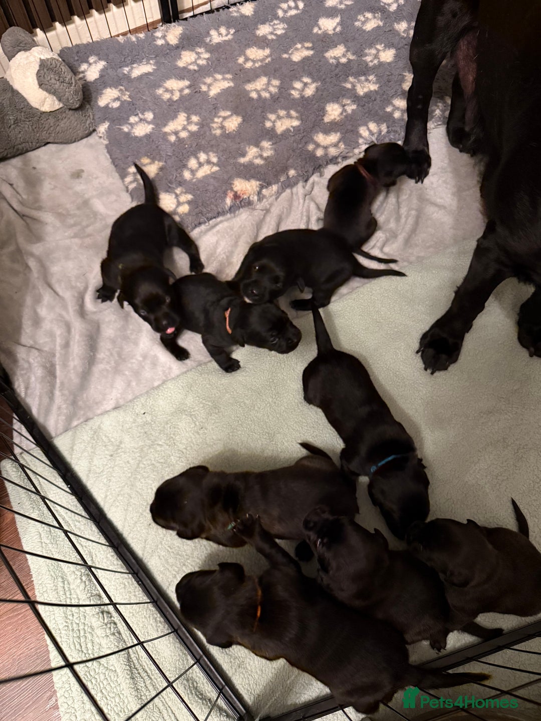 Mixed Breed dogs for sale: Mastador pups - Image 9