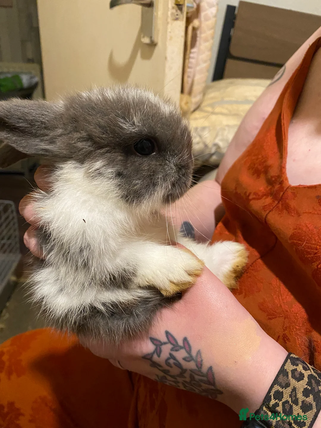 Netherland Dwarf rabbits for sale: Netherland Dwarf / Minilop Bunnies! - Advert 5