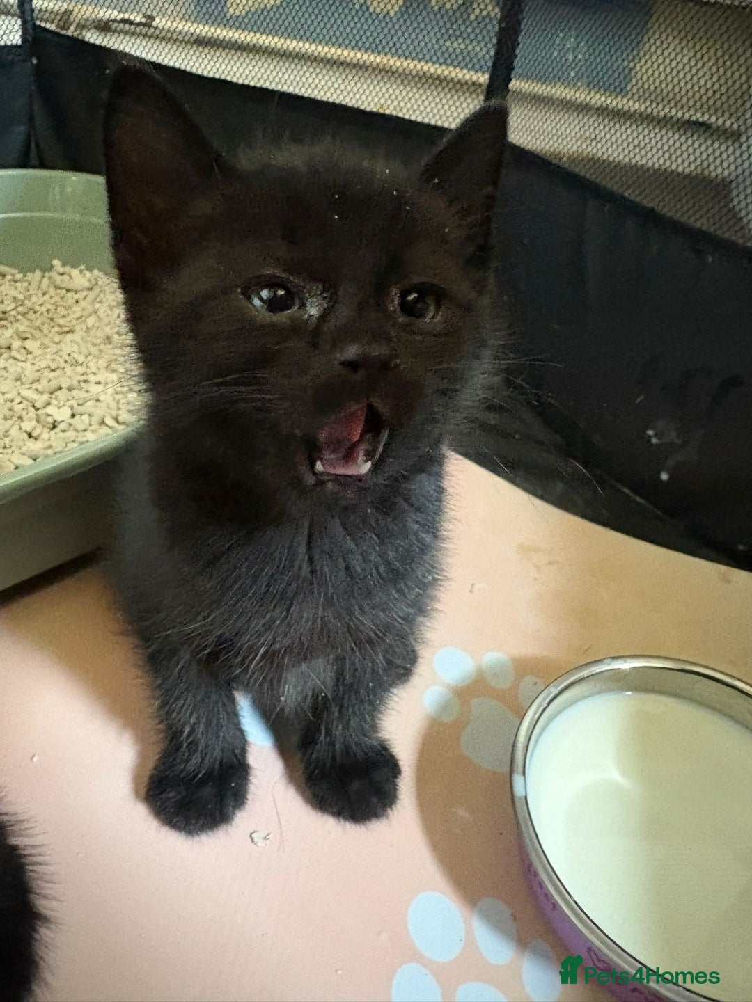 Mixed Breed cats for sale: Beautiful kittens ready for new homes now  - Image 10