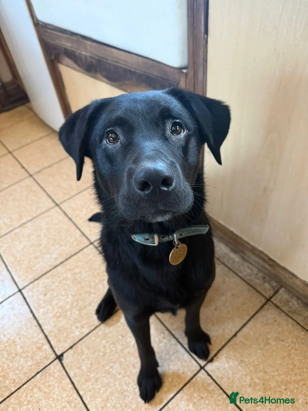 Labrador Retriever dogs for sale: Lovely Labrador x - Advert 1