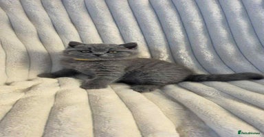 British Shorthair cats - Advert 16