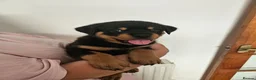 Rottweiler dogs for sale: Rottweiler puppies - Advert 13