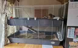 Guinea Pig rodents for sale: Male Guinea pig  - Image 4