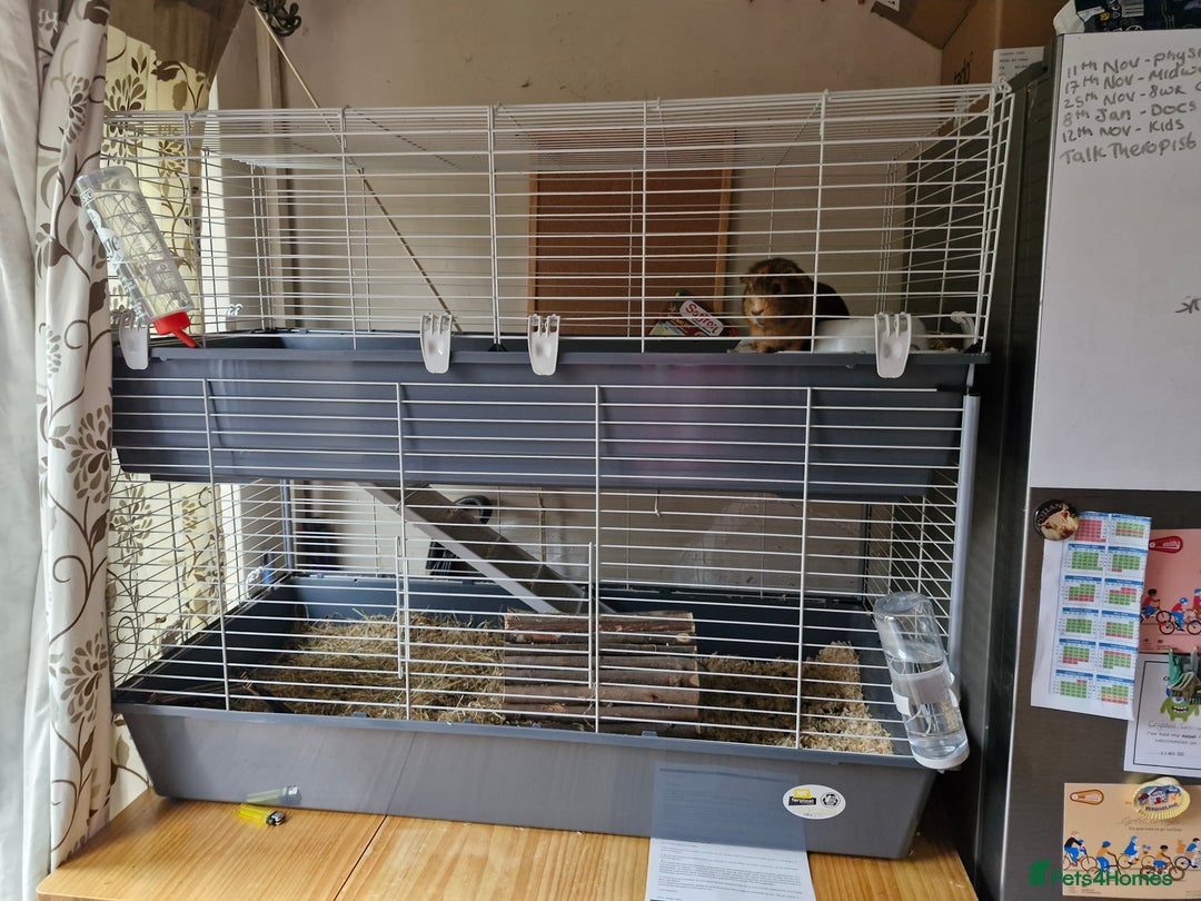 Guinea Pig rodents for sale: Male Guinea pig  - Image 4