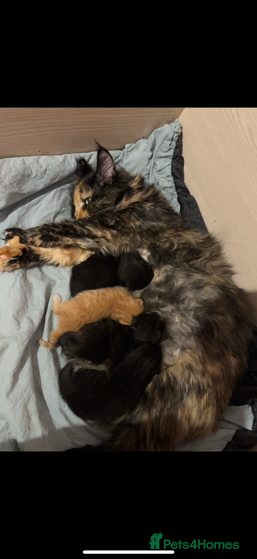 Maine Coon cats for sale: Gorgeous sweet half maine coons  - Advert 14