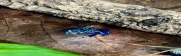 Frog reptiles for sale: Various dart frogs and tree frogs  - Advert 7