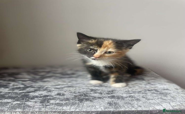Mixed Breed cats - Advert 10