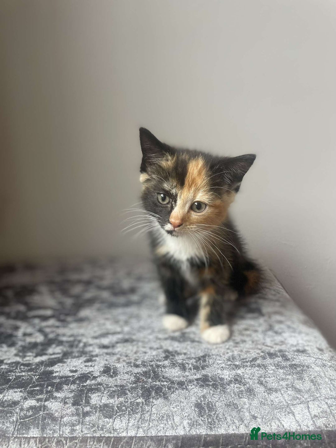 Mixed Breed cats for sale: Lovley kittens looking for there forever homes  - Image 1